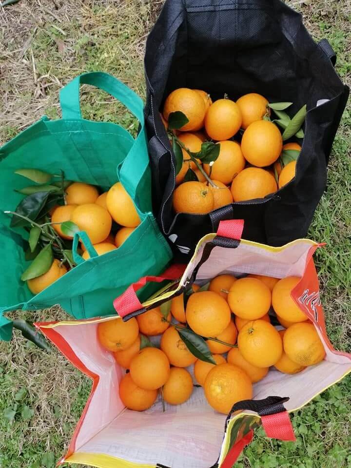 Pick Your Own Oranges Dooralong Things to do Love Central Coast
